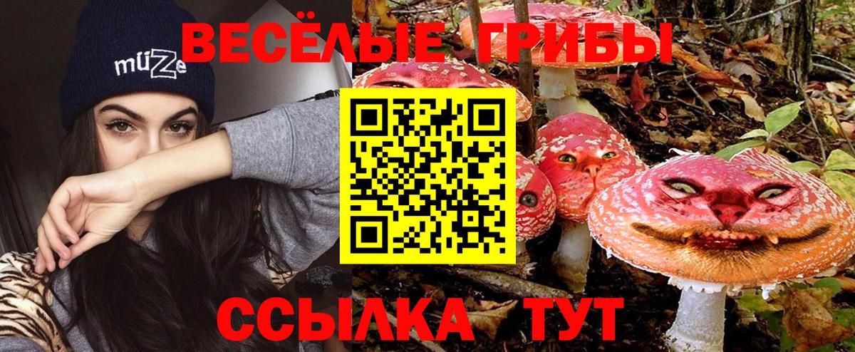 Псилоцибиновые грибы прущие грибы Кольчугино